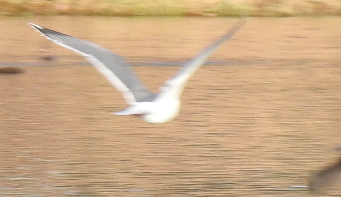 чайка sp. - ML647652360