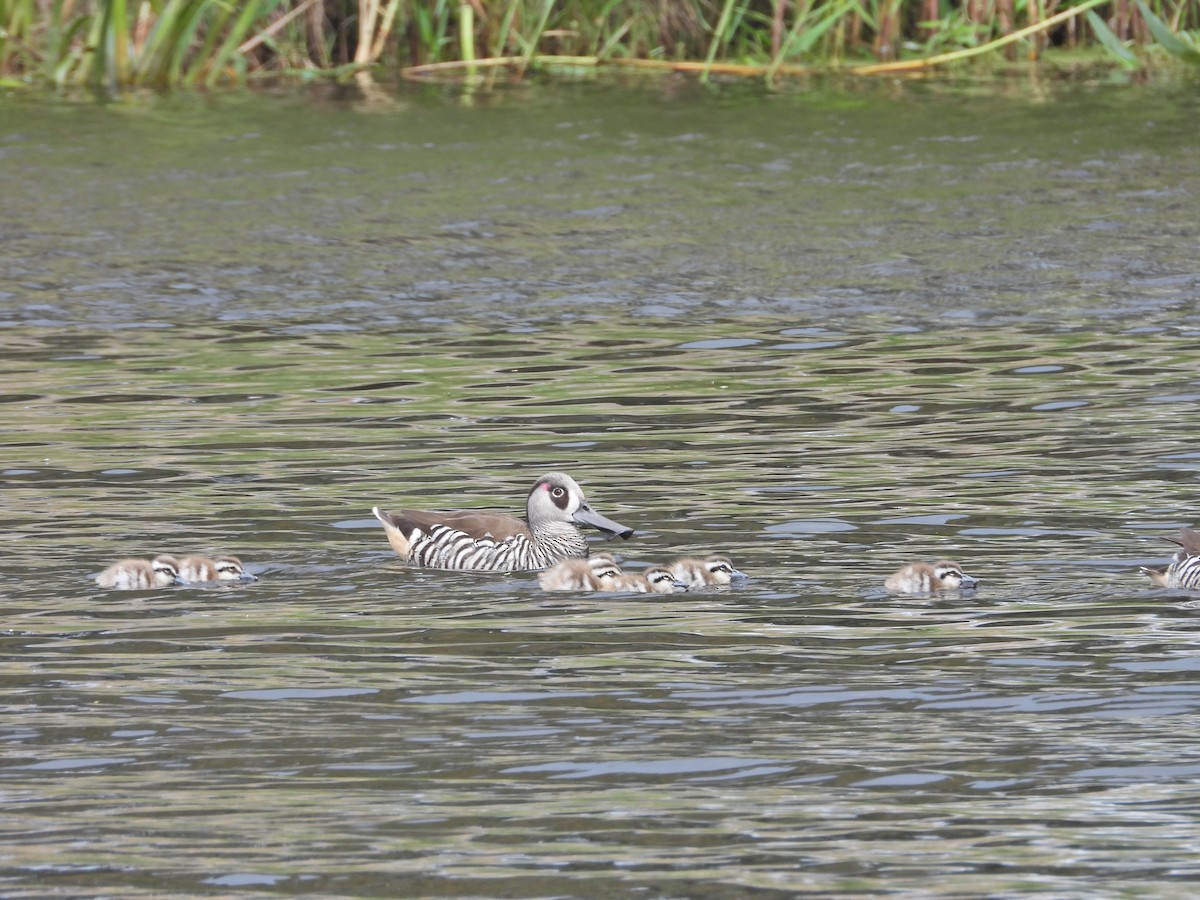 Розовоухая утка - ML647652361