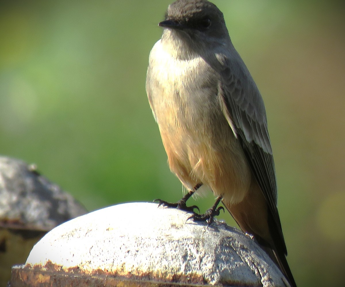 Рыжебрюхий фиби - ML647652363