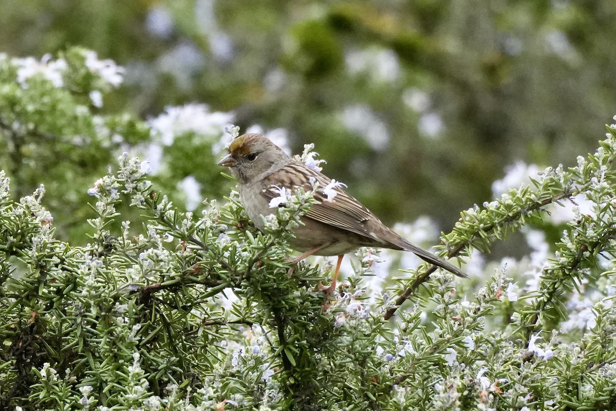 Чернобровая овсянка - ML647652364