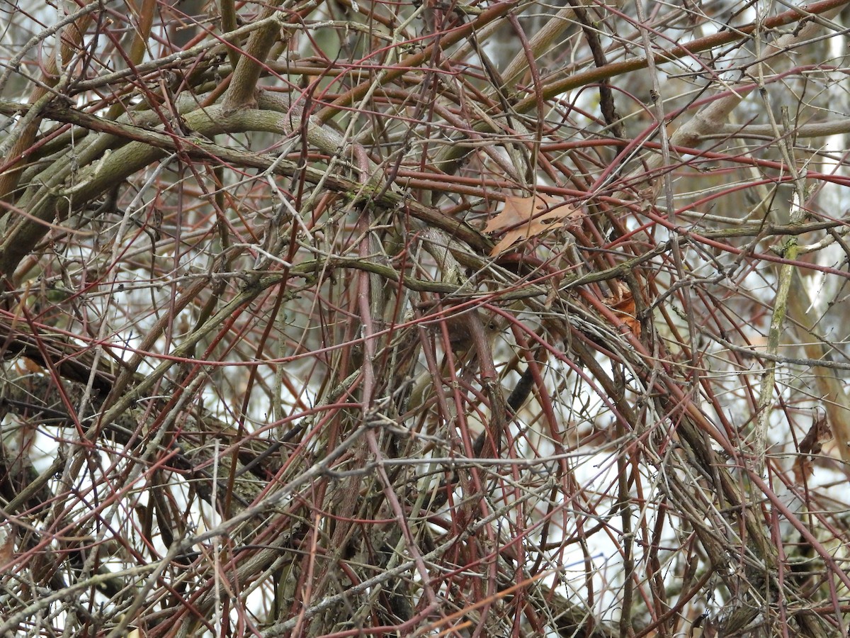 Американский крапивник - ML647652373