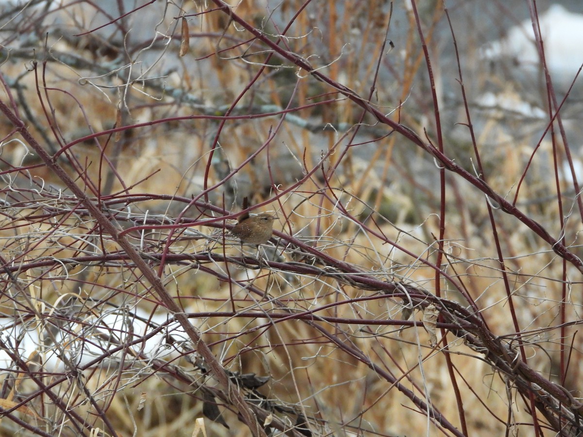 Американский крапивник - ML647652374