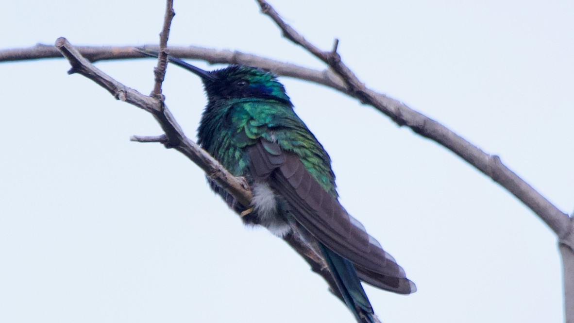 Сверкающий фиалкоух - ML647652375