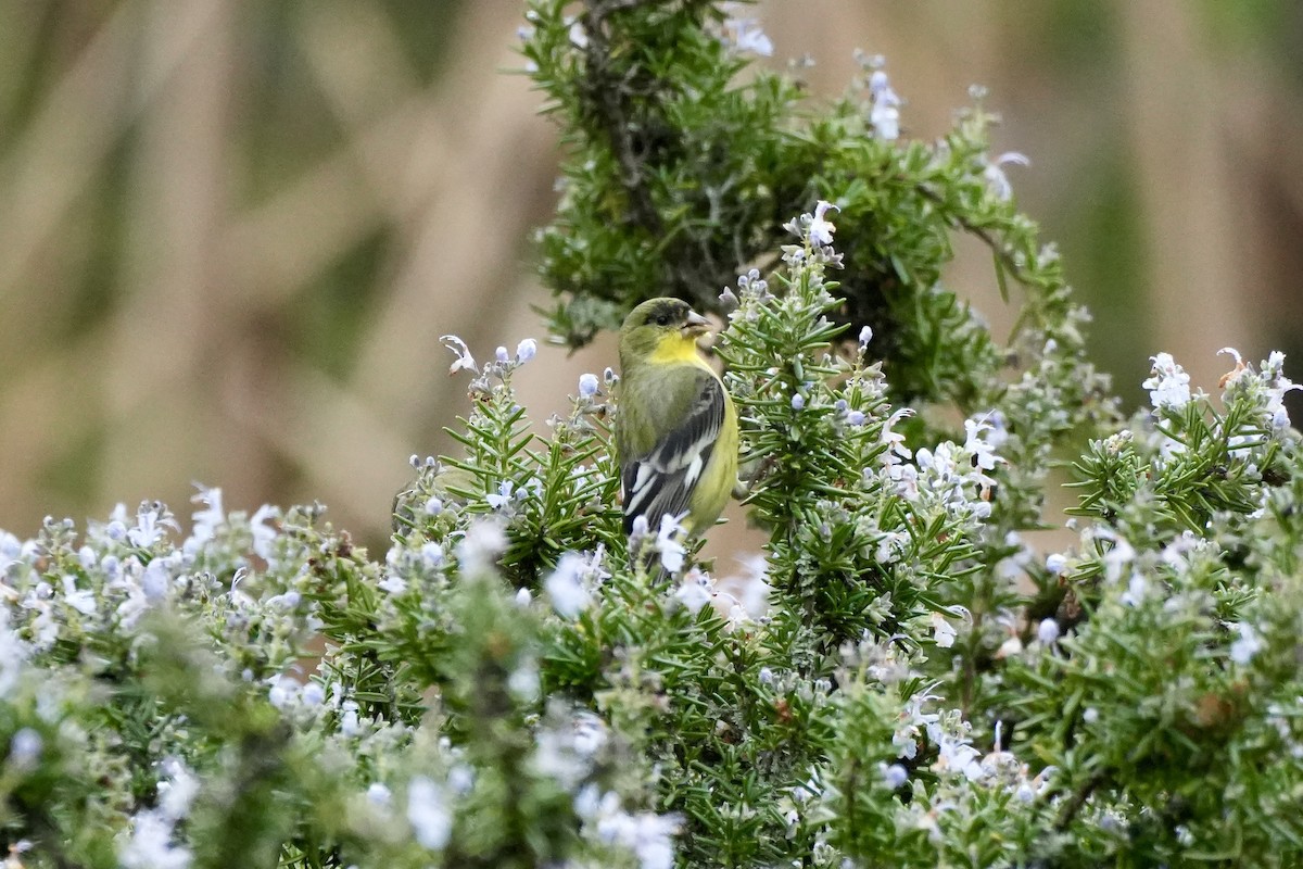 Мексиканский чиж - ML647652376