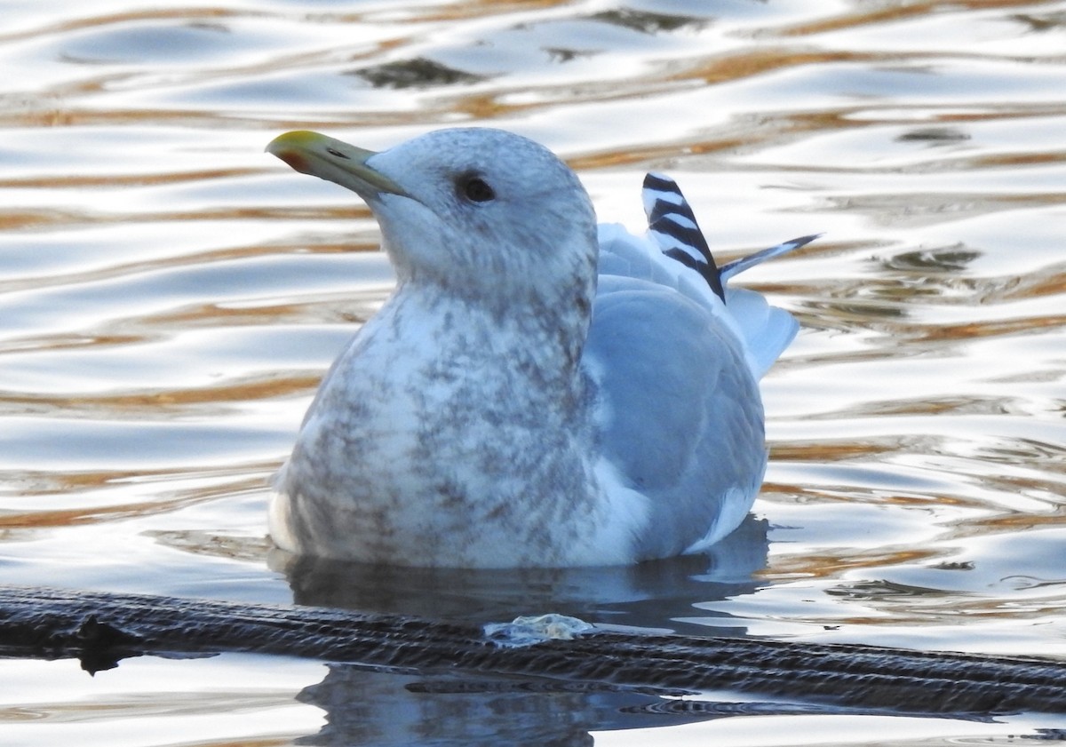 Полярная чайка (thayeri) - ML647652377