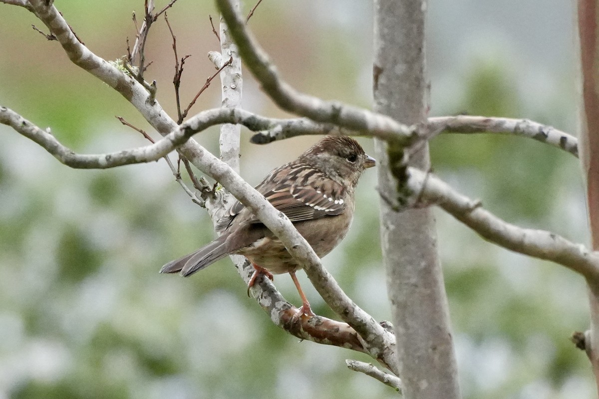 Чернобровая овсянка - ML647652379