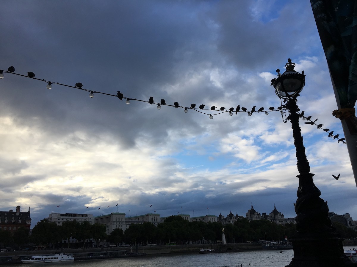 זרזיר מצוי - ML647652428