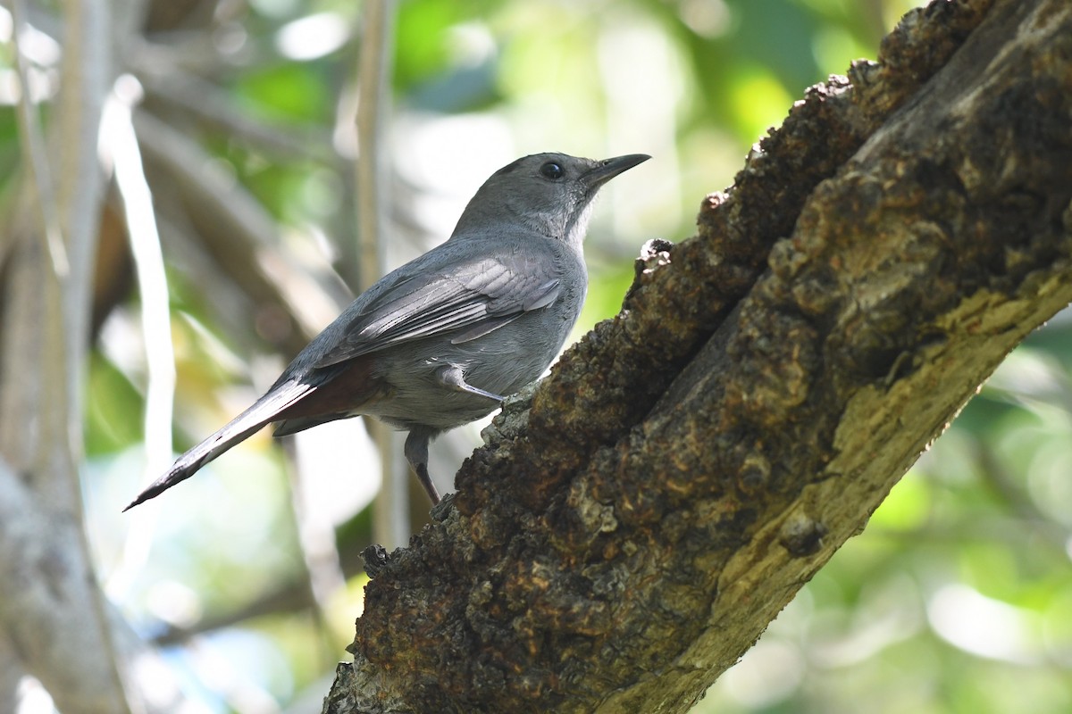 Miaulari grisa - ML647652449