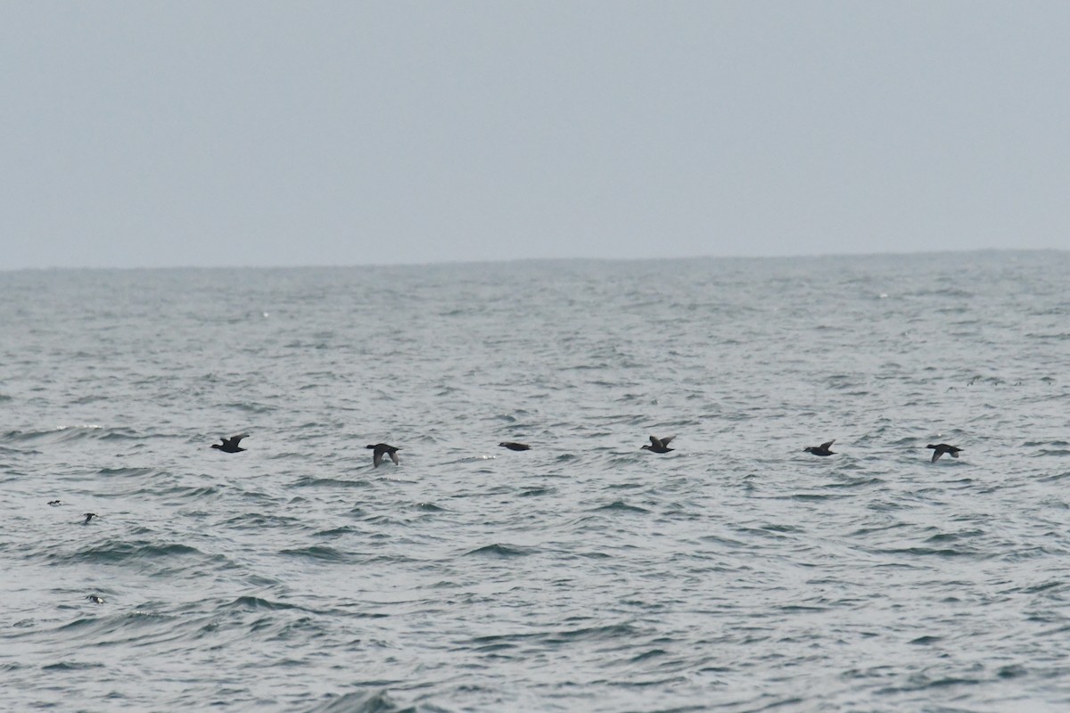 Black Scoter - ML647652464