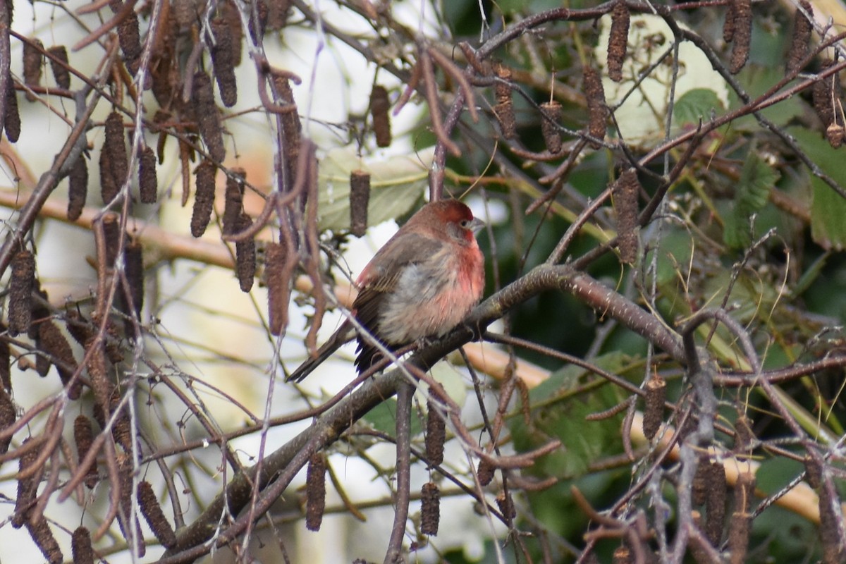Чечевиця садова - ML647652516