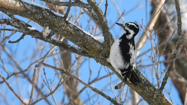 Волосатый дятел - ML647652565