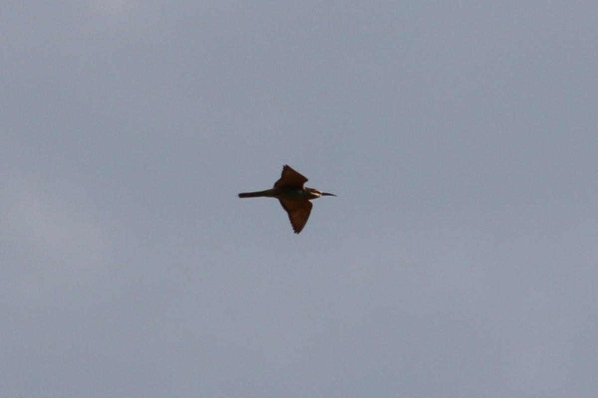 Olive Bee-eater - ML647652581