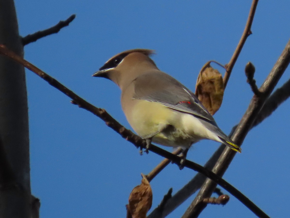 Кедровый свиристель - ML647652654