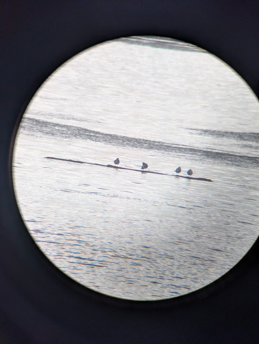 gull sp. - ML647652657