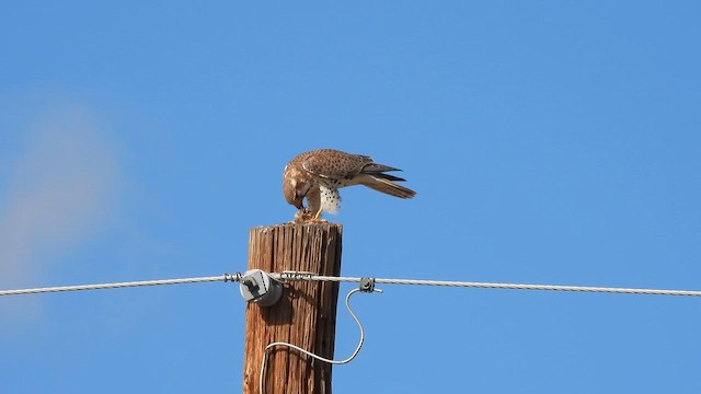 Мексиканский сокол - ML647652672