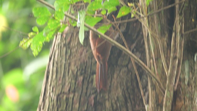 Полосатый древолаз - ML647652693