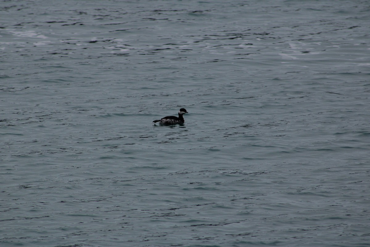 Красношейная поганка - ML647652726