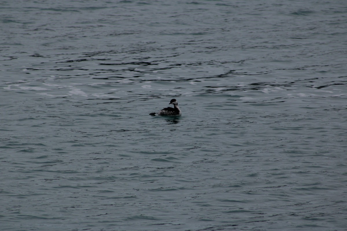 Красношейная поганка - ML647652727