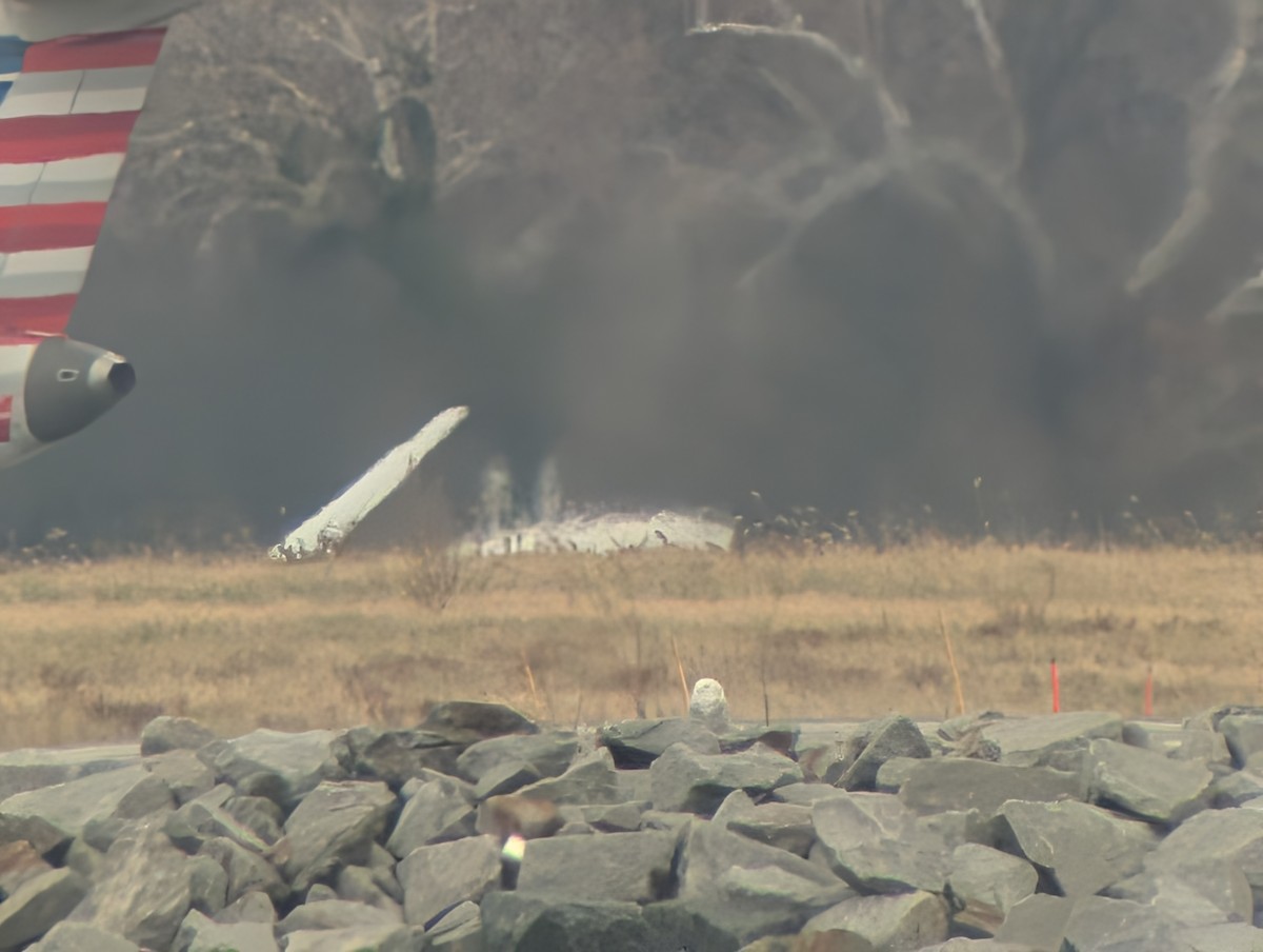 Snowy Owl - ML647652754