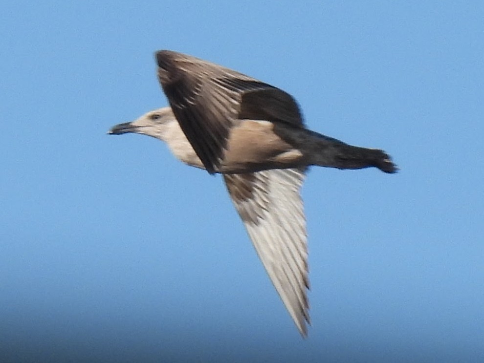 American Herring Gull - ML647652758