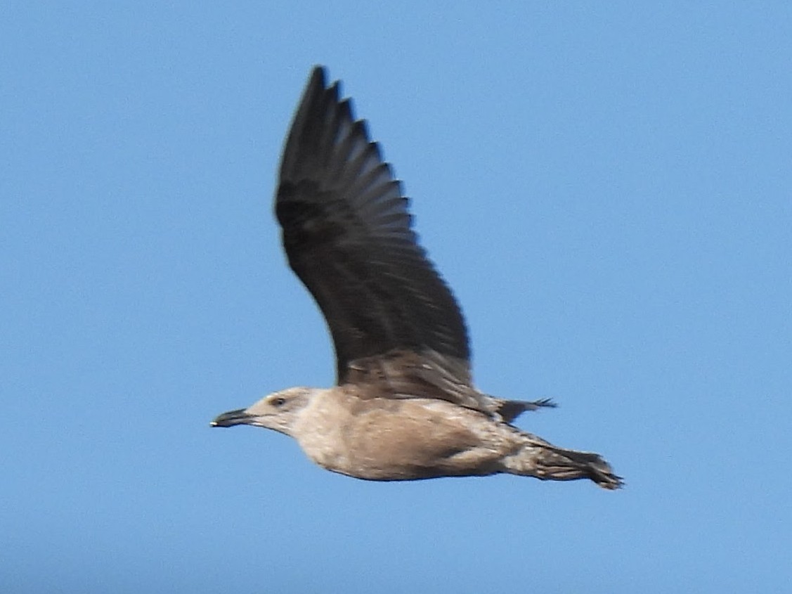 American Herring Gull - ML647652759