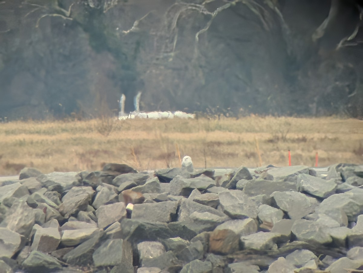 Snowy Owl - ML647652760