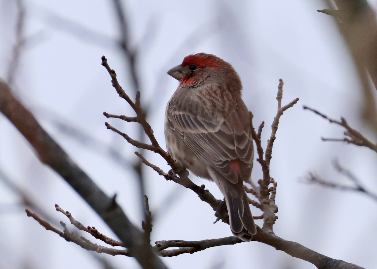 Чечевиця садова - ML647652768