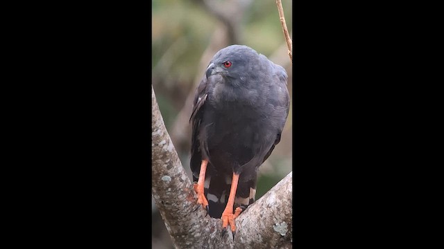 Журавлиный коршун - ML647652783