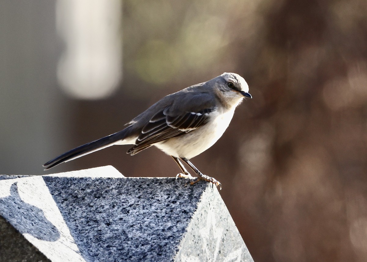 Northern Mockingbird - ML647652832