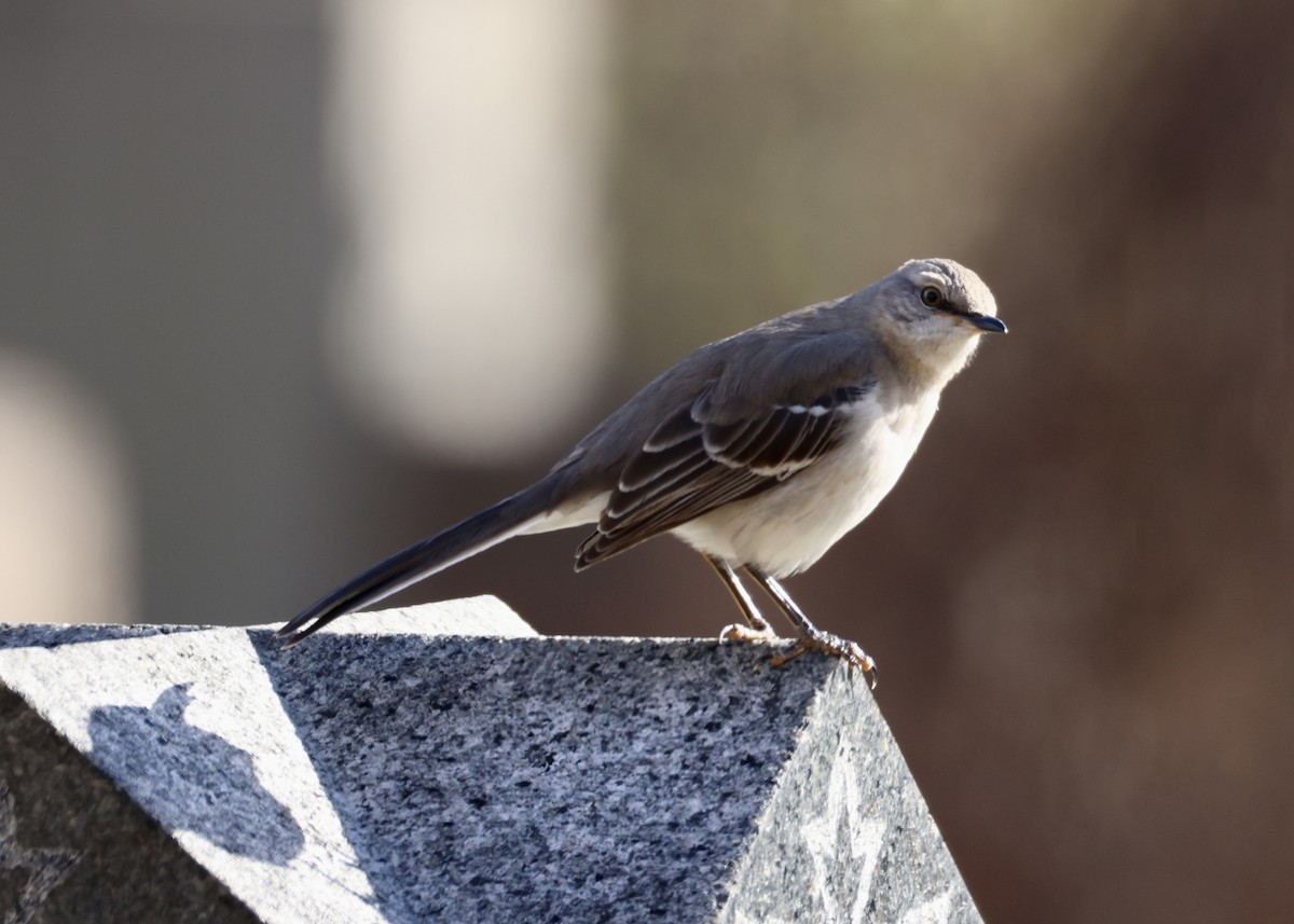 Northern Mockingbird - ML647652840