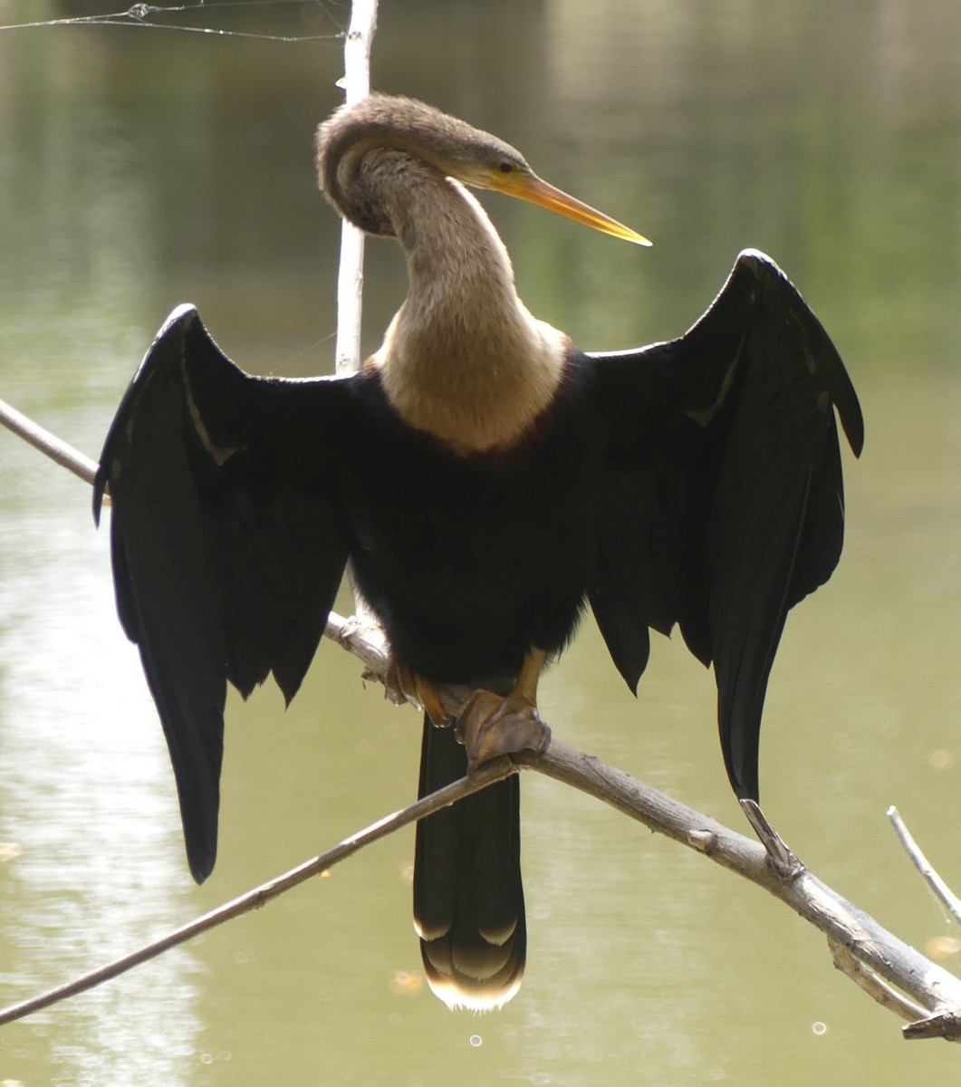 amerikaslangehals - ML647652848