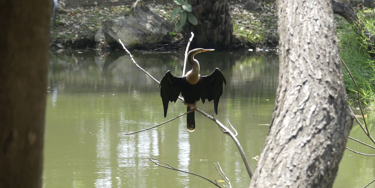 amerikaslangehals - ML647652852