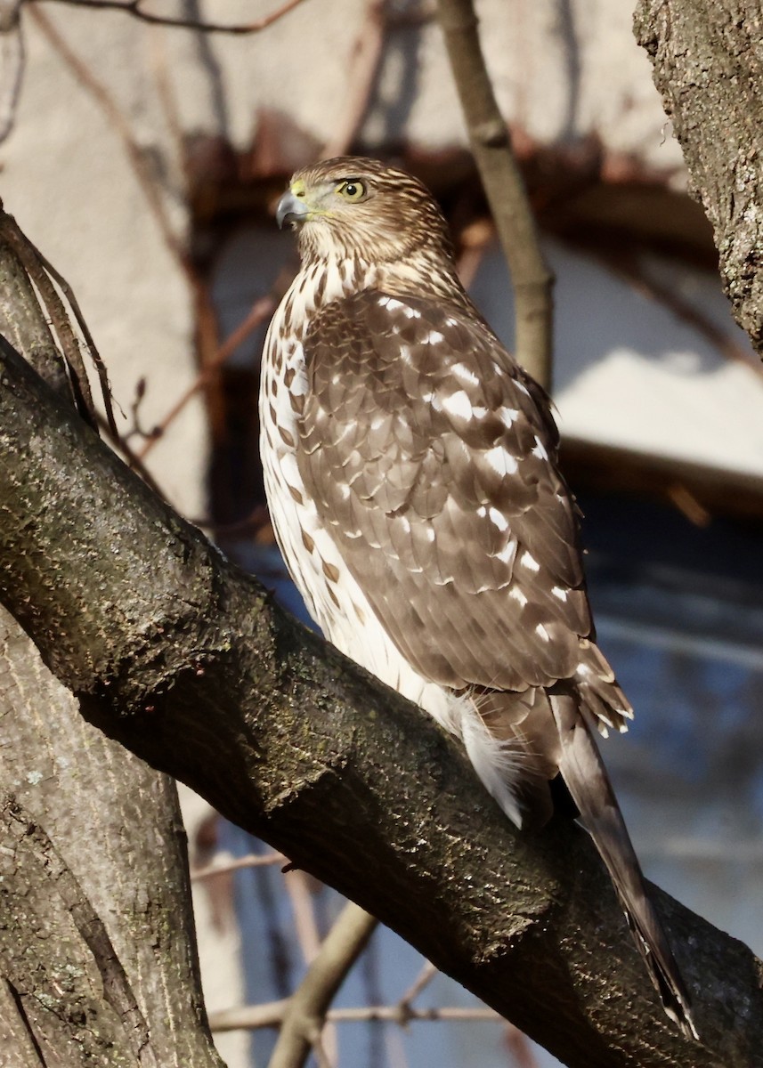 trostehauk - ML647652858