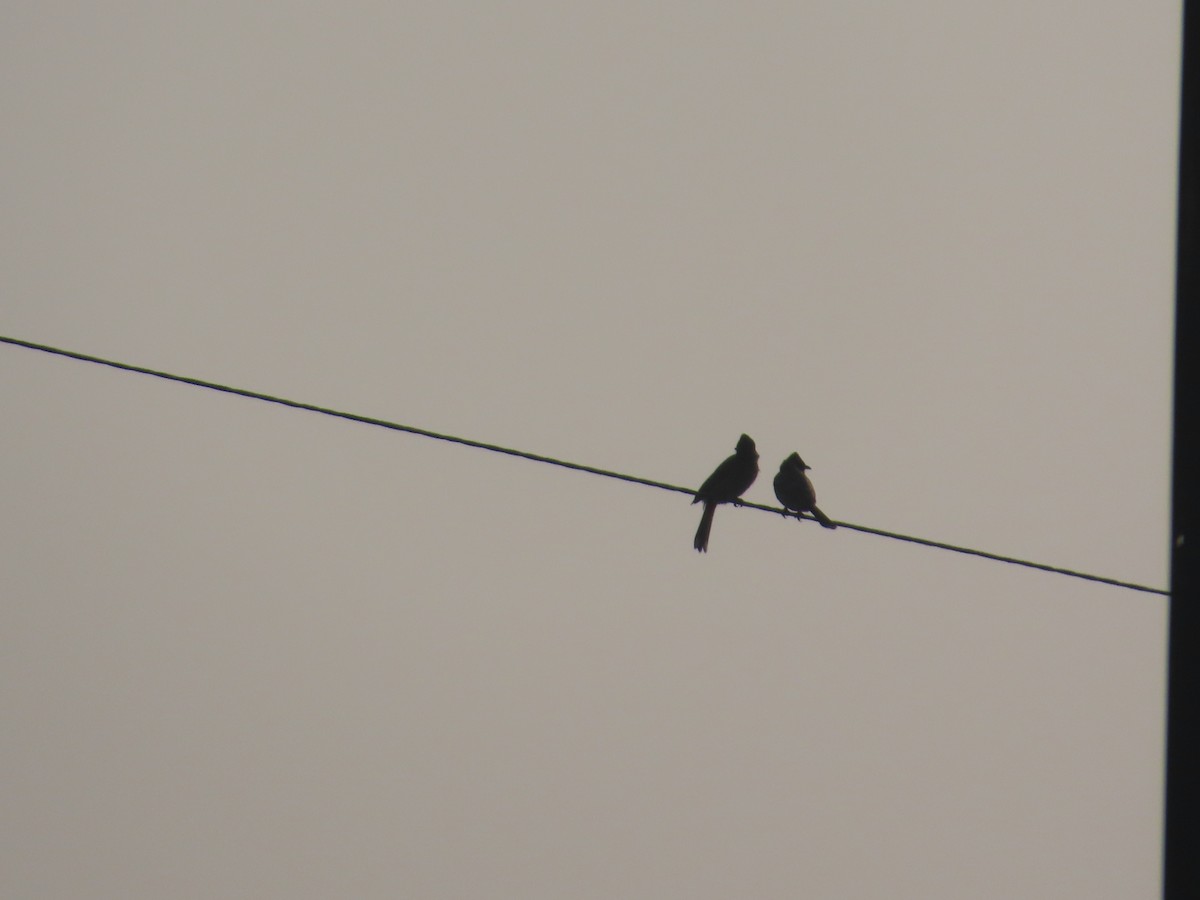 rødgumpbylbyl - ML647652859