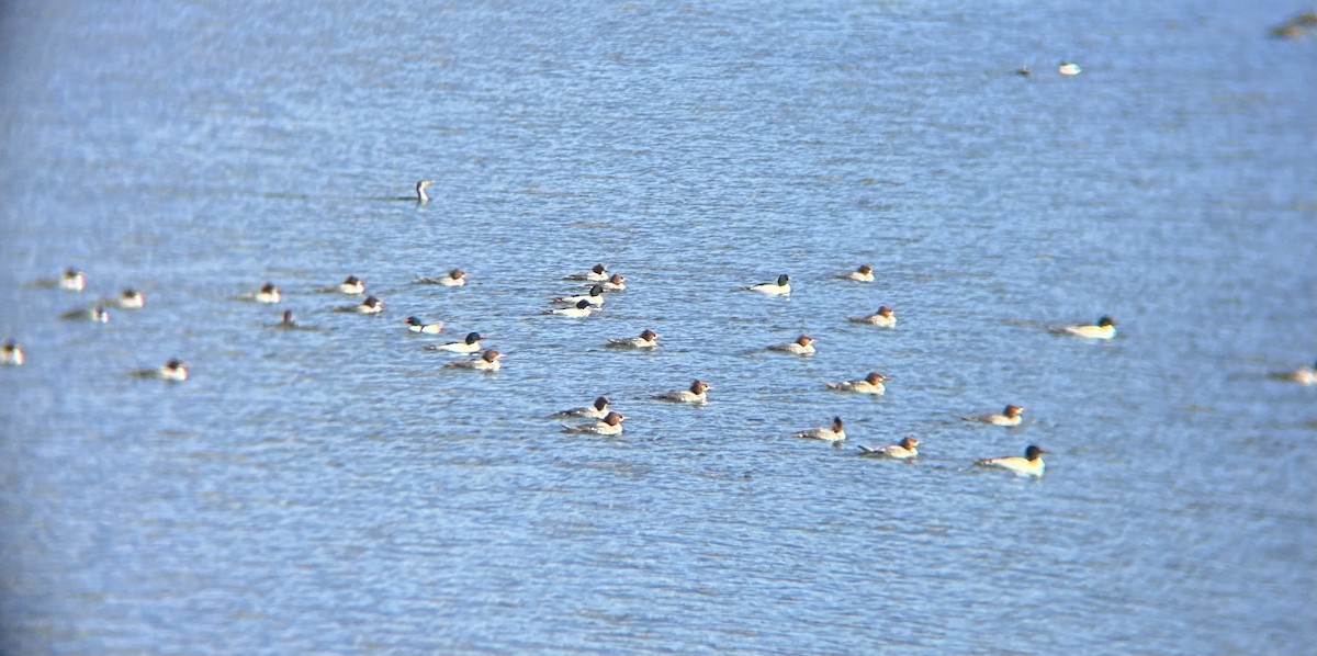 laksand - ML647652860