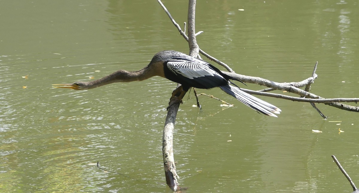 amerikaslangehals - ML647652863