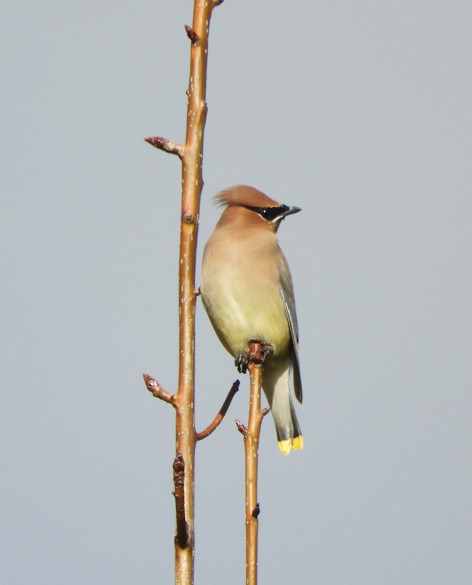 einersidensvans - ML647652864