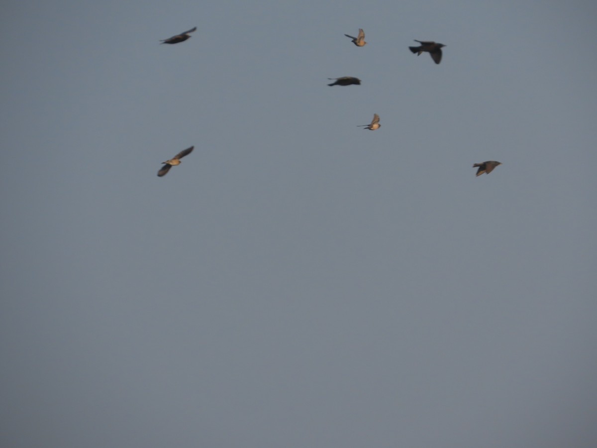 rosenstær - ML647652865