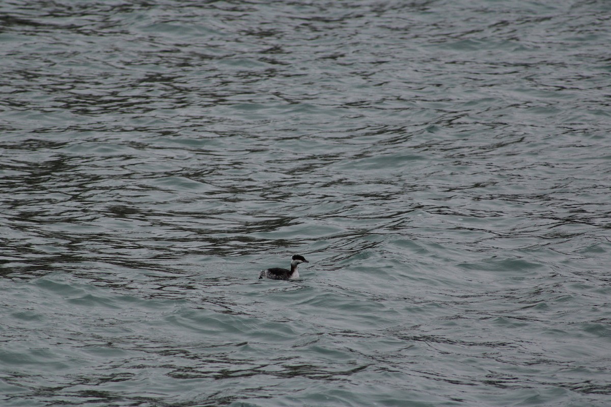 horndykker - ML647652866