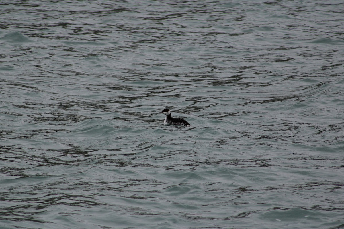 horndykker - ML647652867