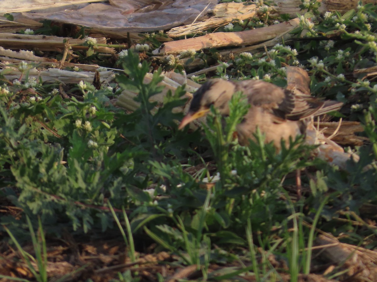 rosenstær - ML647652868