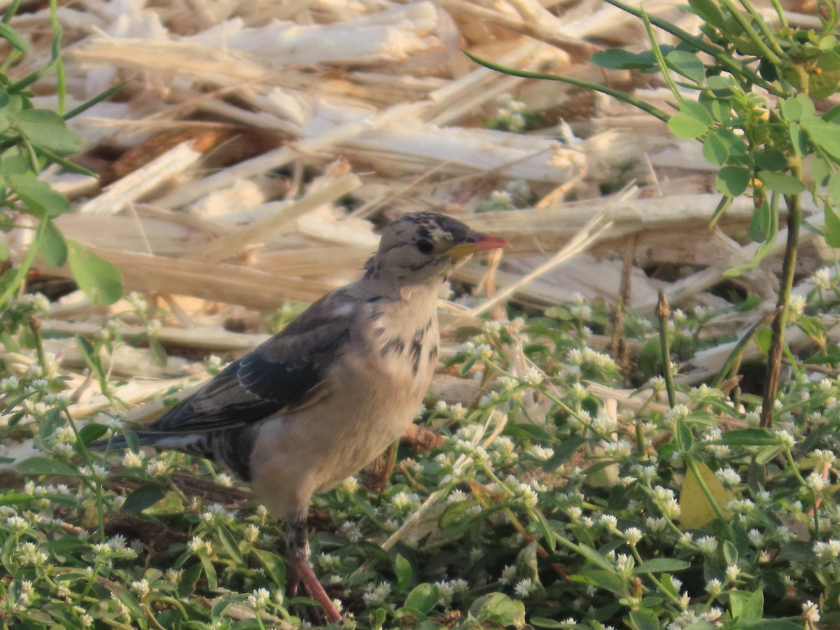 rosenstær - ML647652869