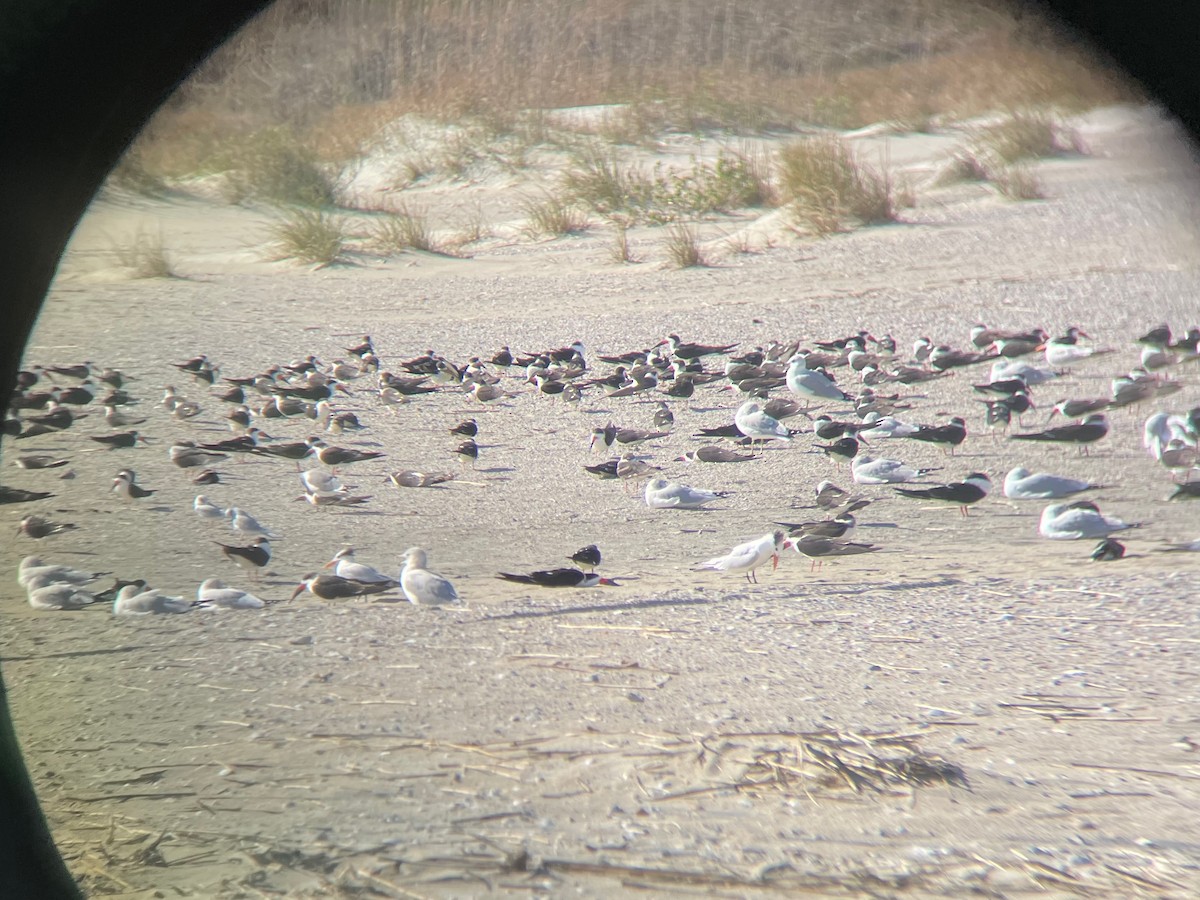 amerikasaksenebb - ML647652870