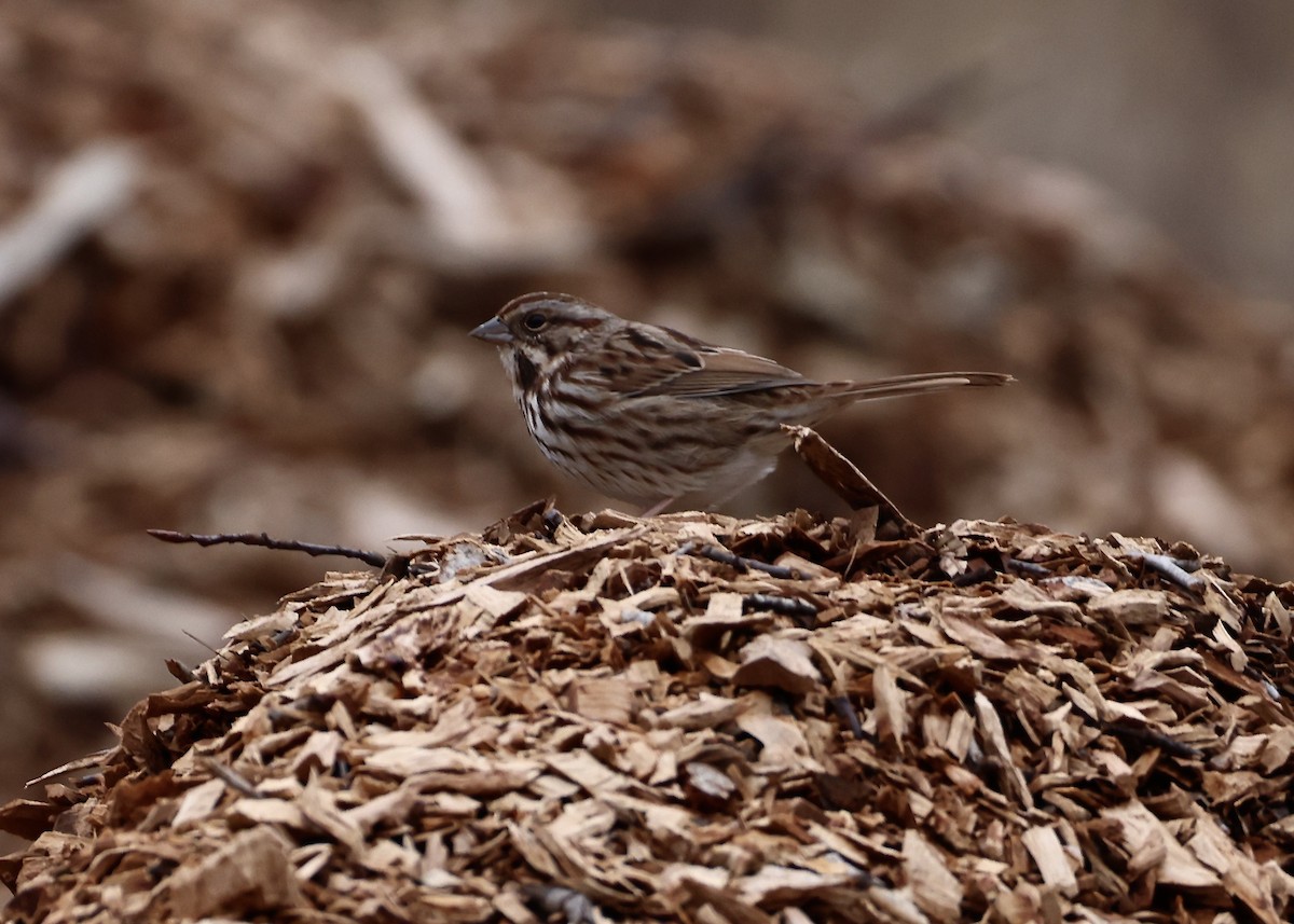 sangspurv - ML647652871