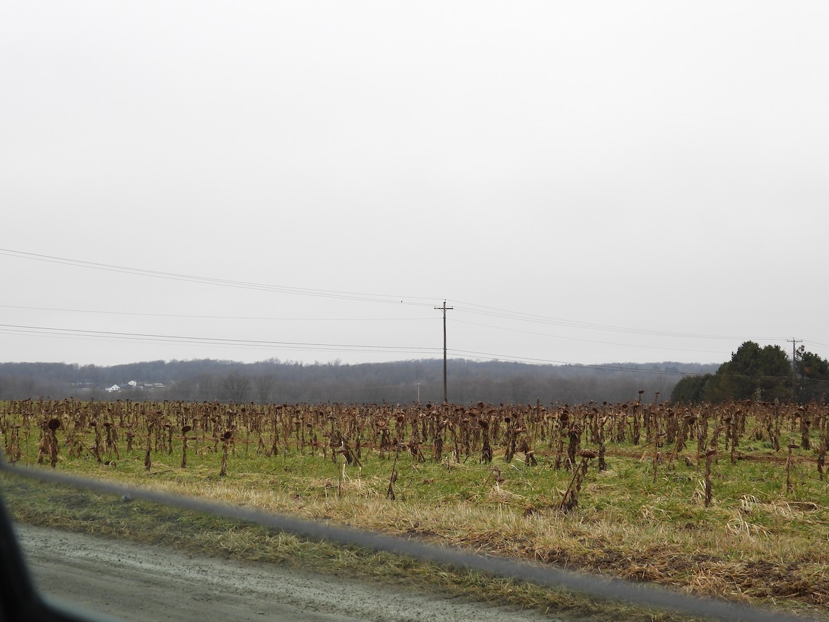 spurvefalk - ML647652872