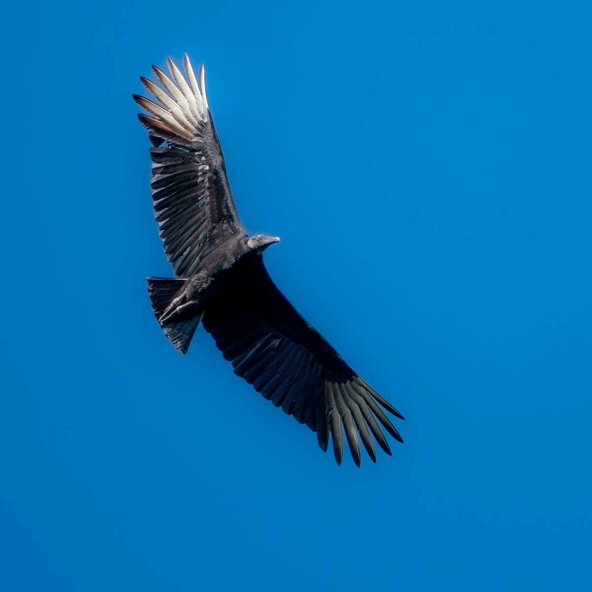 svartkondor - ML647652873