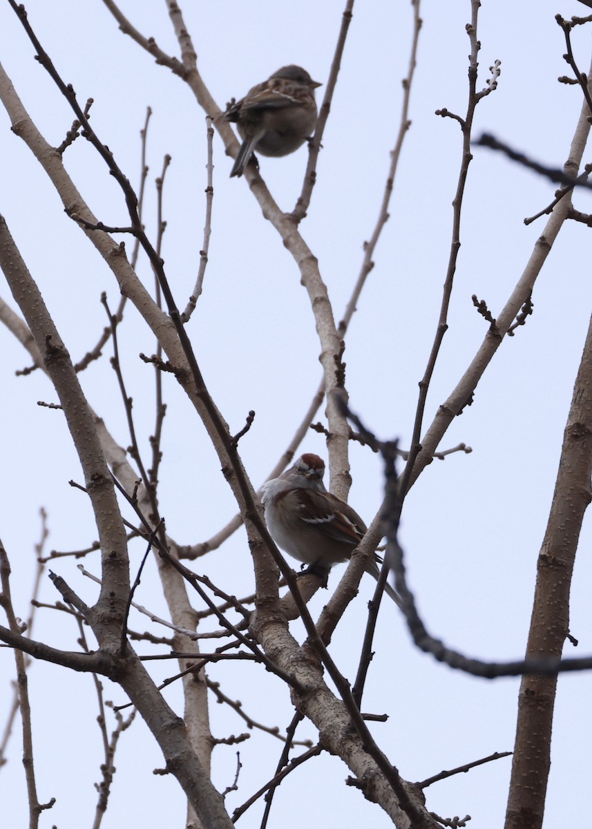 bjørkespurv - ML647652874