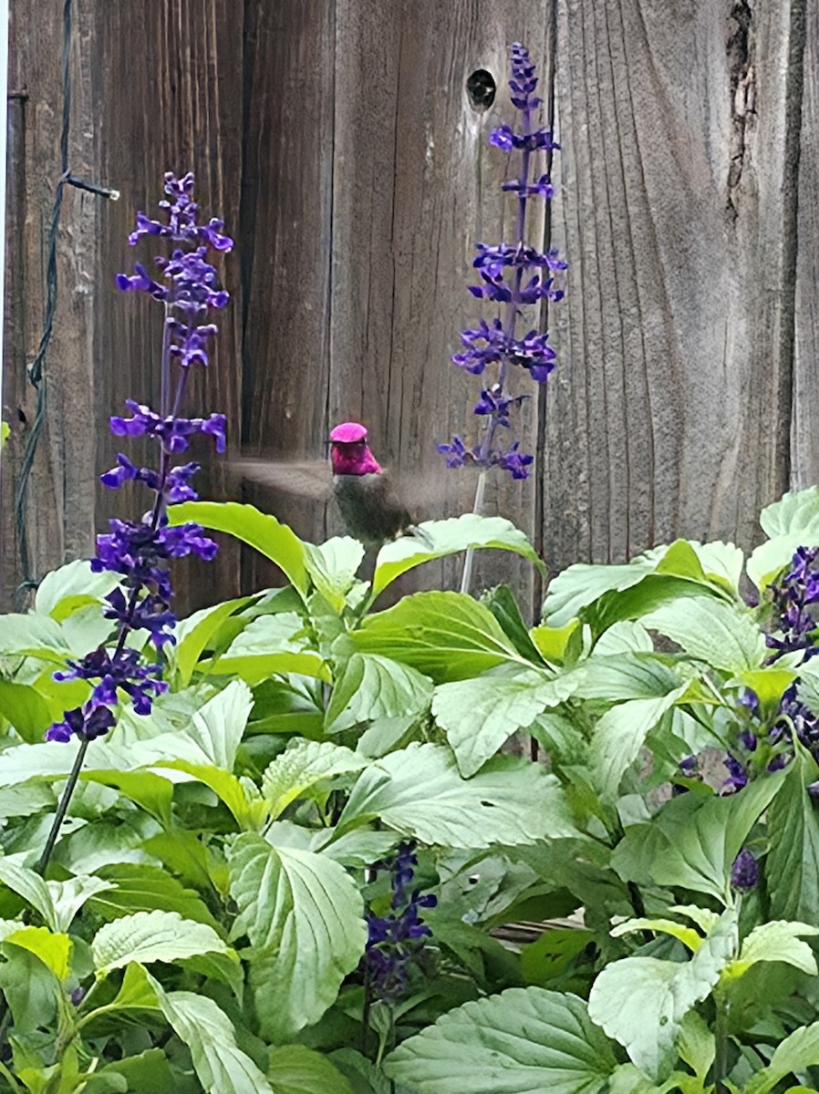 rødmaskekolibri - ML647652875