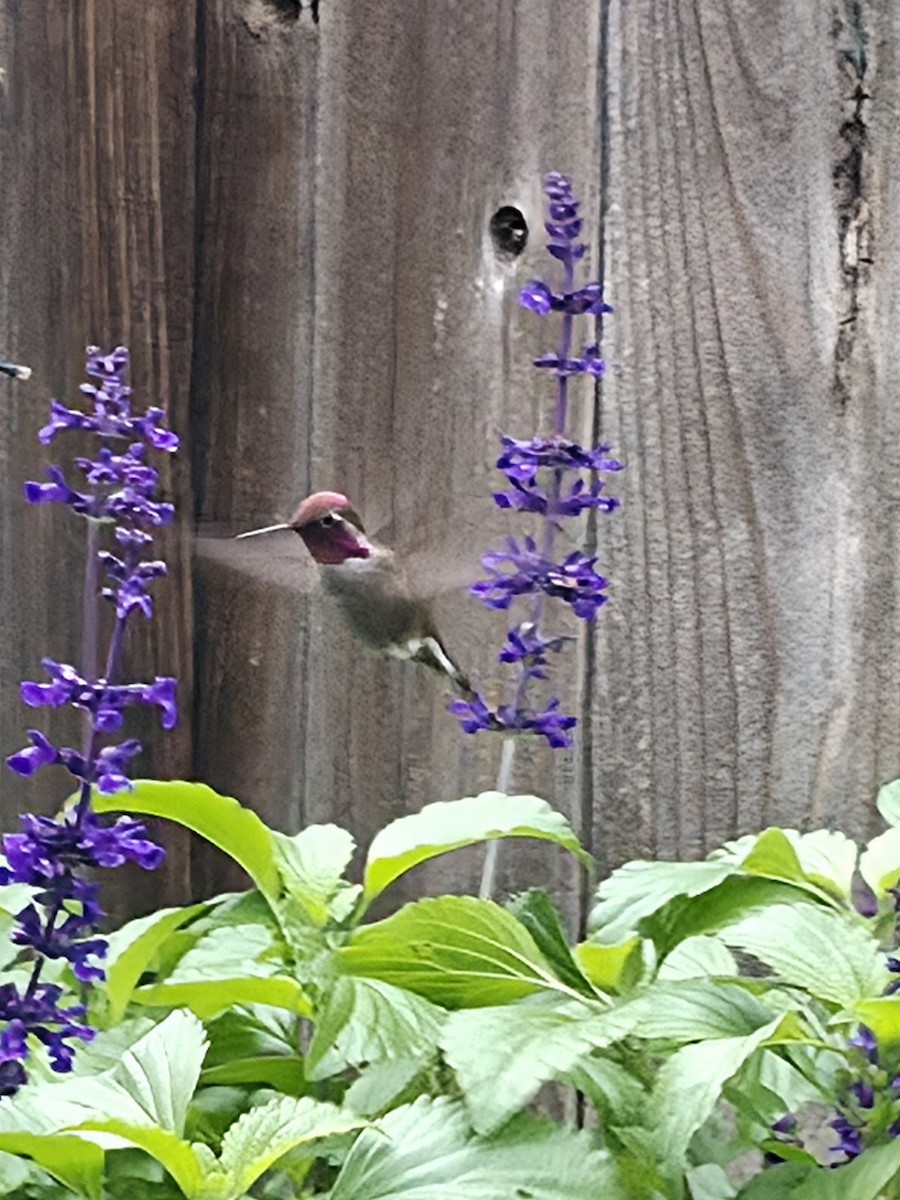 rødmaskekolibri - ML647652876