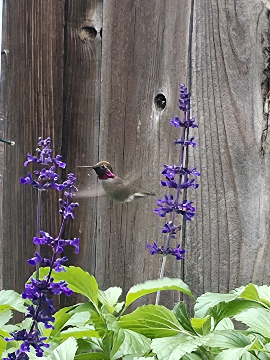 rødmaskekolibri - ML647652877